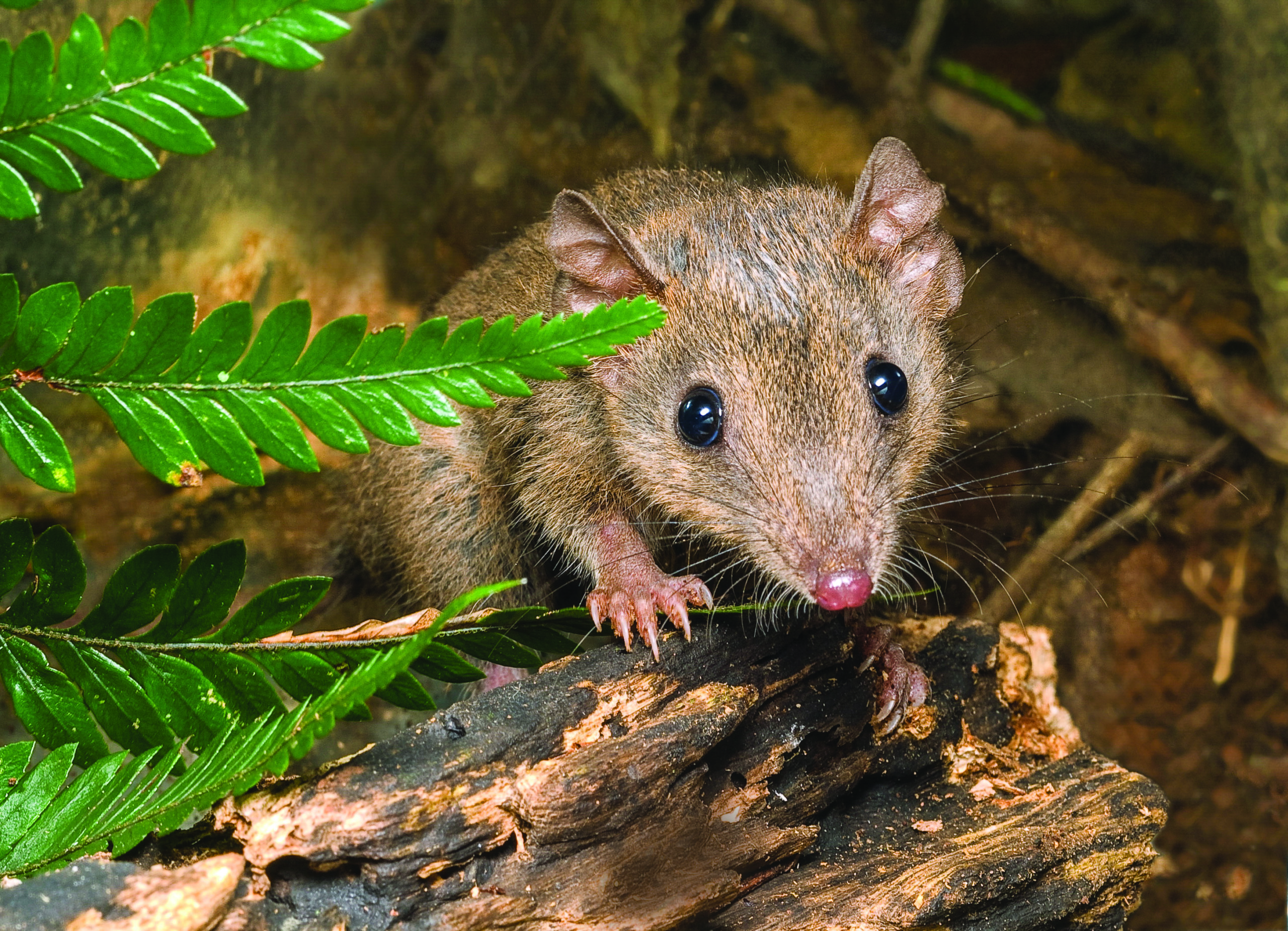 Antechinus Subtropica, A Brown Antechinus, Captured And Released In Rainforest At Curramore Wildlife Sanctuary