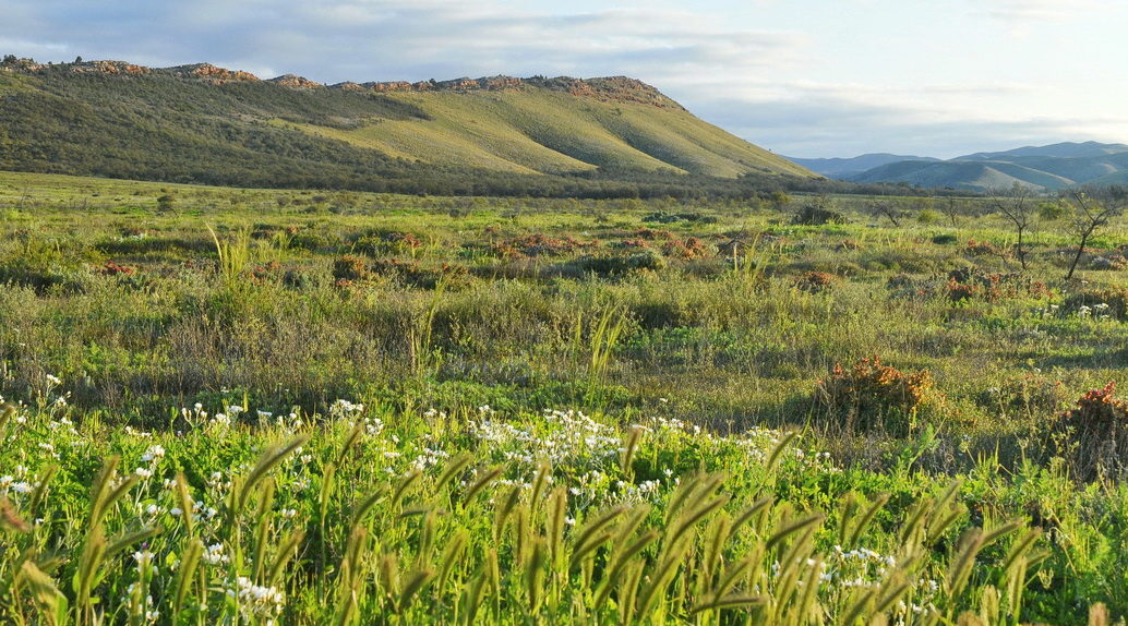 Revegetated Native Grassland In Buckaringa Wildlife Sanctuary