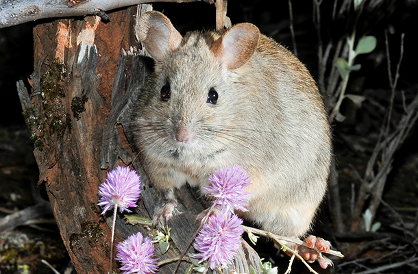 Wildlife Matters Feature Image Issue 22 © Wayne Lawler Greater Stick Rat Mt Gibson
