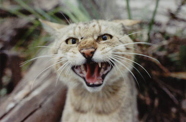 Wildlife Matters Feature Image Issue 24 © Mick Davis Feral Cat
