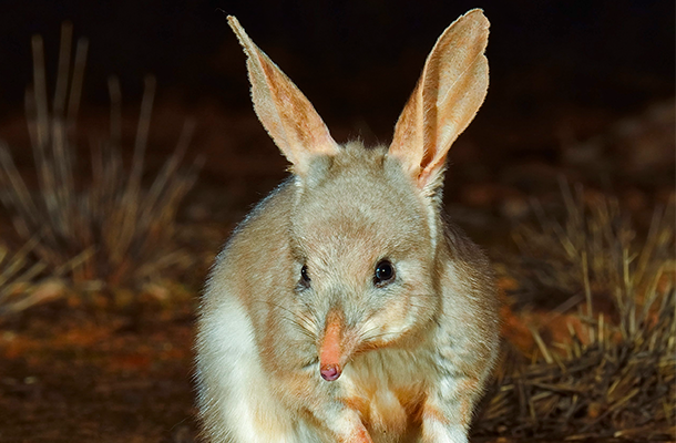 Wildlife Matters Feature Image Issue 27 © Wayne Lawler Bilby