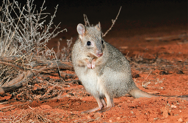 Wildlife Matters Feature Image Issue 28 © Wayne Lawler Bettong