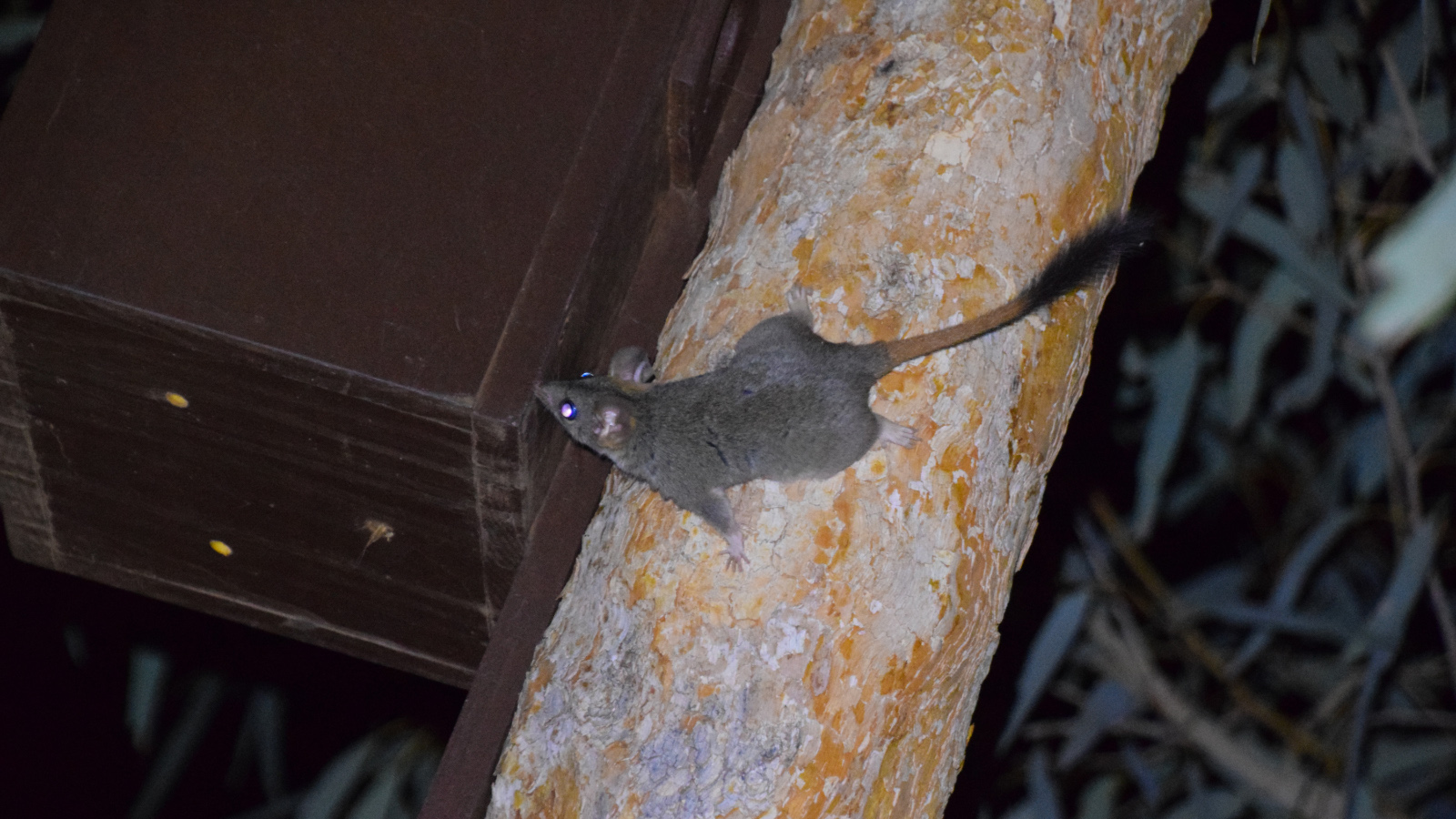 Image D Red Tailed Phascogale