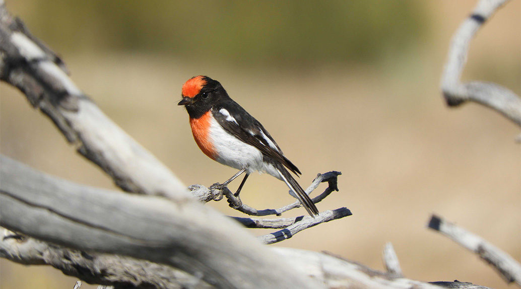 6. Red Capped Robin (3) 1