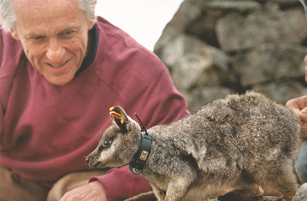 Feature Image 610x400 Wildlife Matters Issue 4 Martin Copley Black Flanked Rock Wallaby Paruna Guy Magowan