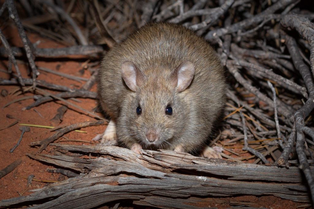 Greater Stick Nest Rat At Entrance To Nest Mt Gibson 2