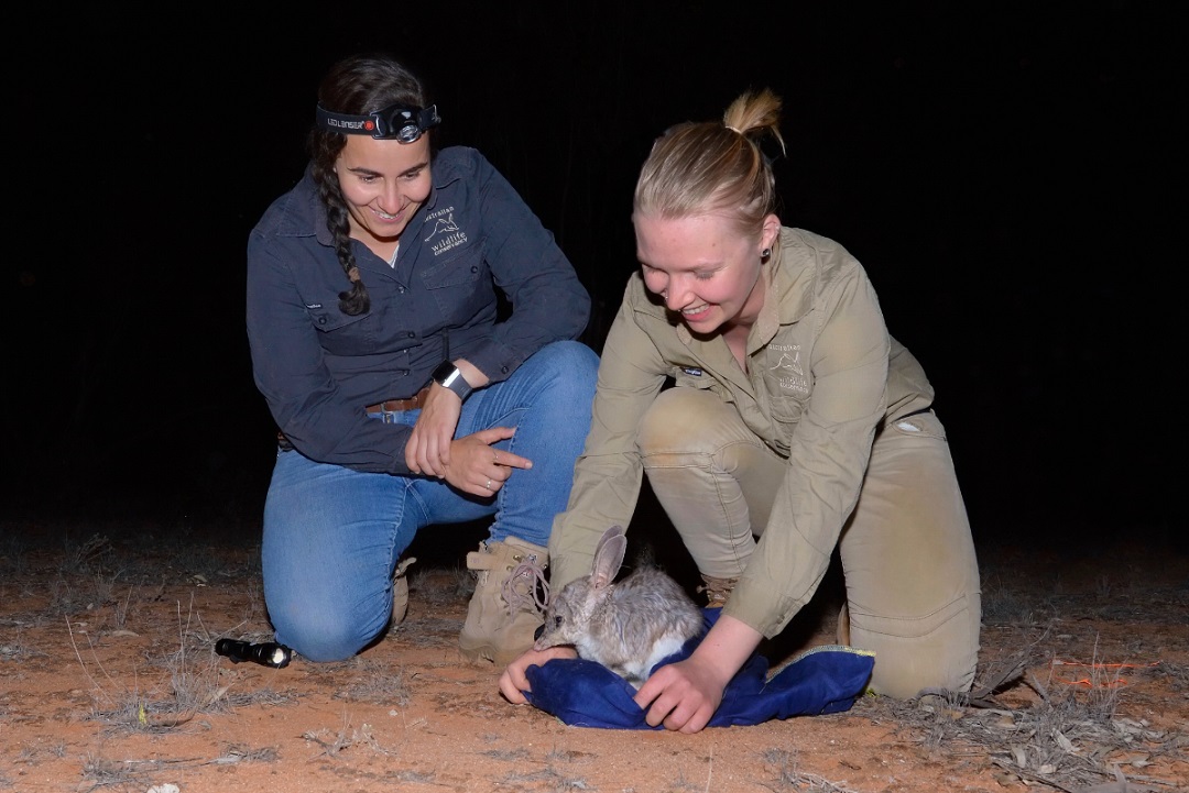 Image D Bilby Release