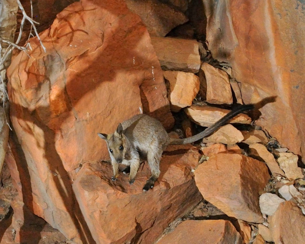 Image D Black Footed Rock Wallaby Web