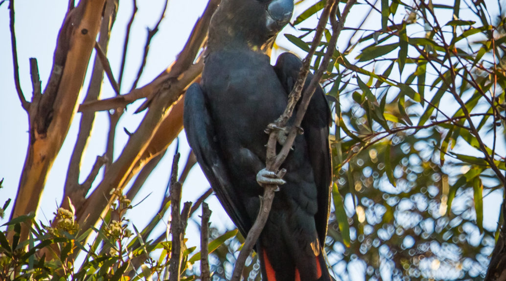 Kangaroo Island Glossy Black Cockatoo Brad Leue