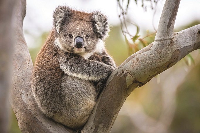 Koala Belair Np Brad Leue