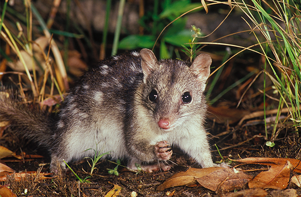 Northern Quoll Issue 15 Feature Image 610x400 © Awc