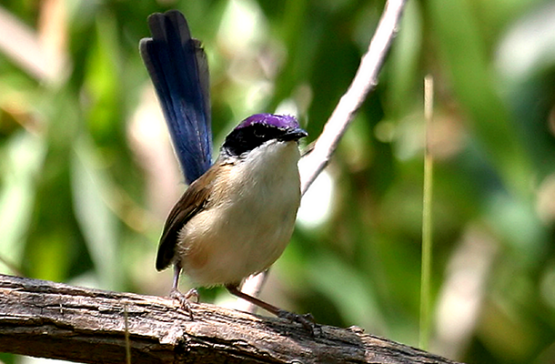 Purple Crowned Fairy Wren Issue 10 Feature Image 610x400 © Ian Montgomery