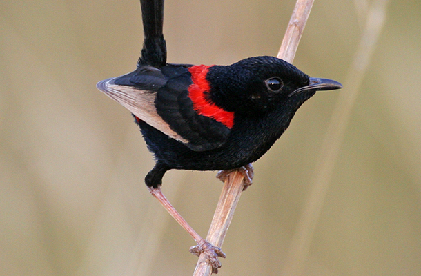 Re Backed Fairy Wren Issue 14 Feature Image 610x400