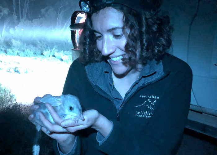 Sabrina Carter Holds A Bilby During A Recent Survey In Pilliga