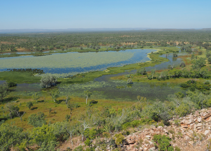 Excluding cattle and buffalo from wetlands, combined with a bumper wet season, has led to a dramatic recovery