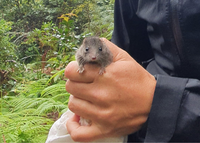 One of four Brown Antechinus found at North Head Sanctuary during the team’s biannual survey.