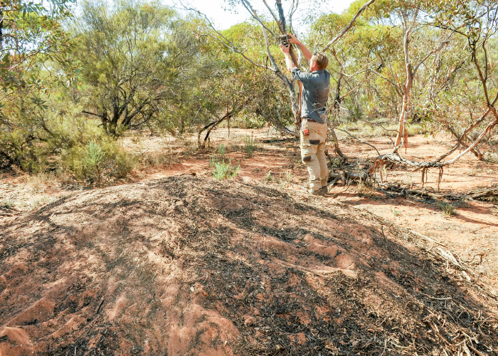 Dr. Laurence Berry, AWC Senior Wildlife Ecologist, sets up a camera trap to monitor an active Malleefowl mound at Mallee Cliffs National Park.