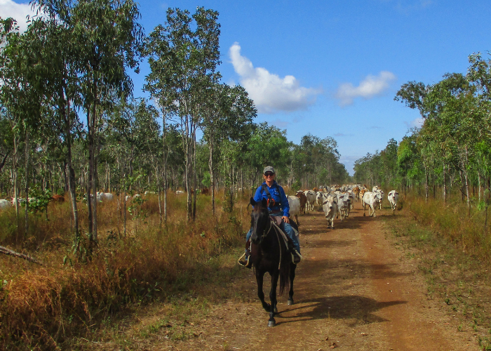 Sally leading cattle during a recent mustering event at Piccaninny Plains Wildlife Sanctuary.