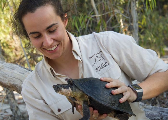 Field Ecologist Rhiannon Khoury holds a Northern Snapping Turtle (Elseya dentata). This species was newly recorded during a recent survey at Bullo River Station, as part of one of the most extensive science programs in the country.