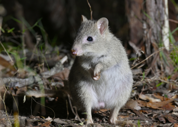 Thanks to a federal grant, AWC hopes to protect Northern Bettongs within a feral predator-free fenced area at Mount Zero-Taravale Wildlife Sanctuary.