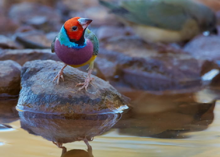A male Gouldian Finch sits on a branch at Mornington-Marion Downs Wildlife Sanctuary where AWC protects the largest remaining population.