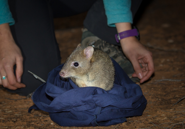 What Is Awc Doing Brad Leue Brush Tailed Bettong