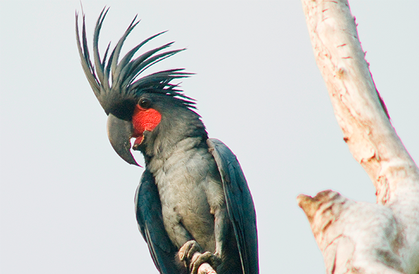 Wildlife Matters Feature Image Issue 18 © Wayne Lawler Palm Cockatoo