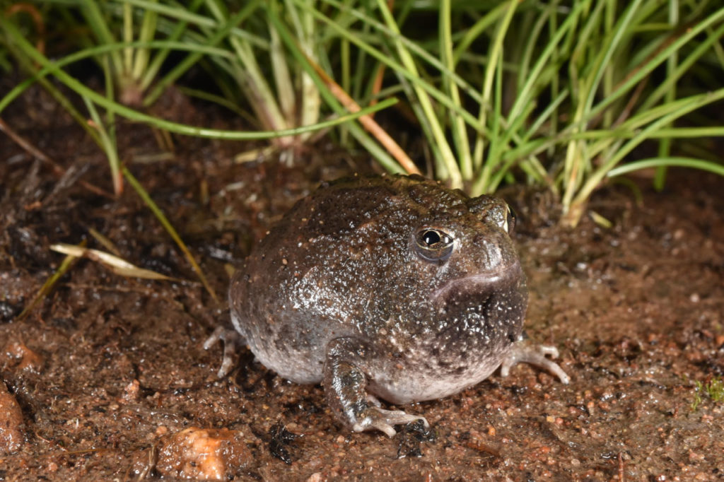 Notaden Melanoscaphus (Northern spadefoot toad)