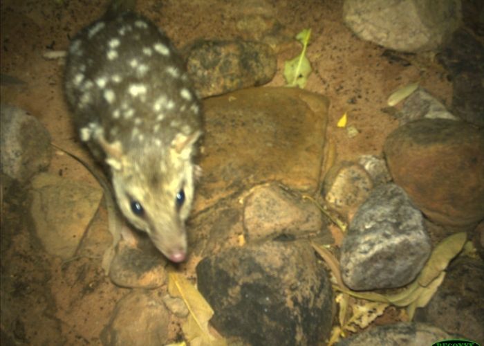Although AWC has no current plans to monitor the population, their presence demonstrates that the gorge may still support small numbers of these species.