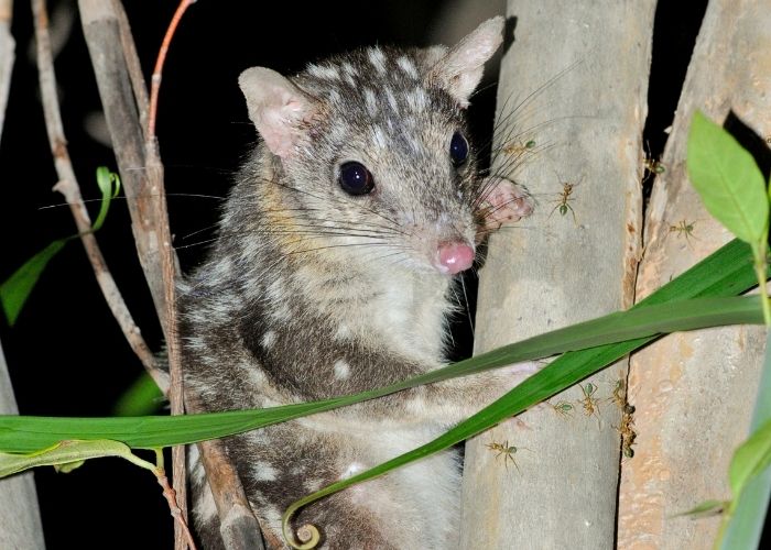 Since the arrival of cane toad on Mornington Wildlife Sanctuary in 2016 and Charnley River – Artesian Range Sanctuary in 2019, AWC’s Northern Quoll surveys have recorded declines in total number of quolls.