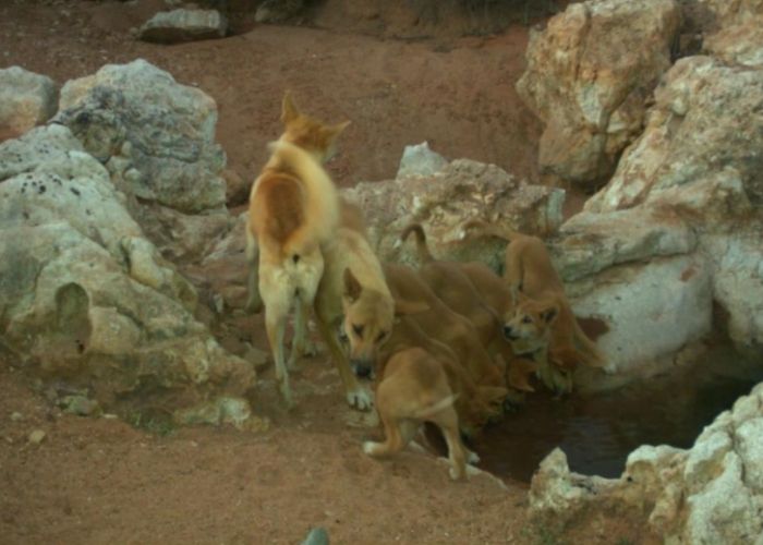 Seven Dingo puppies appeared in a single camera trap image.