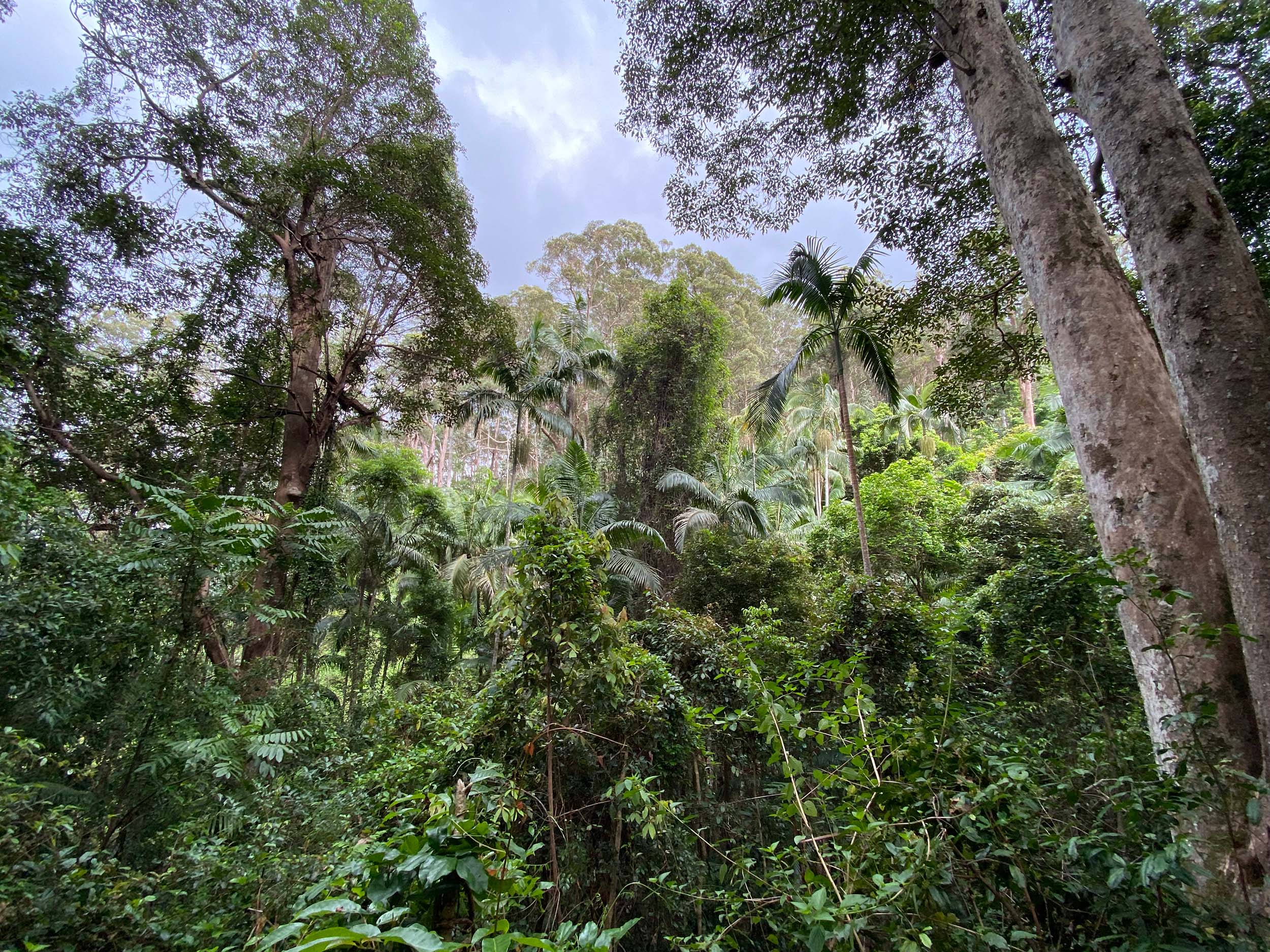 Healthyforest Rainforest Landscape