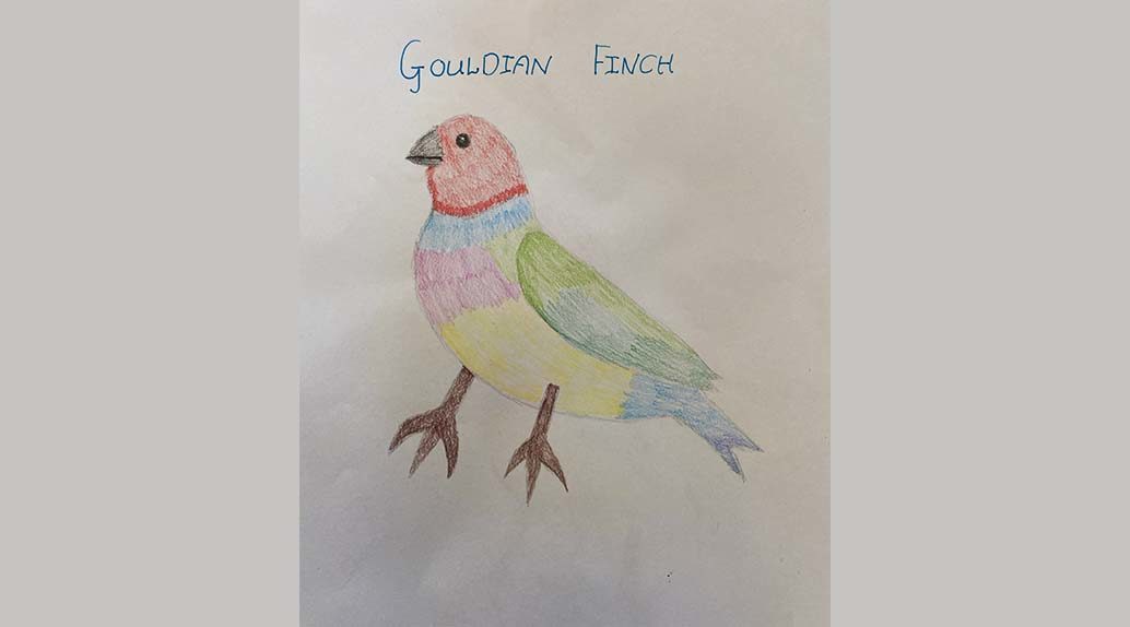 Maia Leckey 10 Wa Gouldian Finch