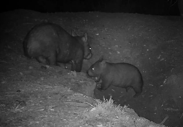 Northern Hairy-nosed Wombat mother and joey