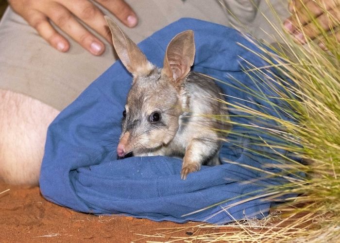 Welcome home! The Greater Bilby is officially back and hopping around its former range in north-west Alice Springs.