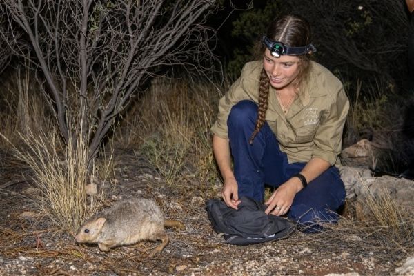 Samantha Mulvena, AWC Field Ecologist releases a Burrowing Bettong into Newhaven Wildlife Sanctuary.
