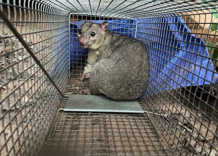 The unique and rare rock-dwelling Scaly-tailed Possum was found by AWC ecologists during a routine survey at Bullo River Station in the NT.