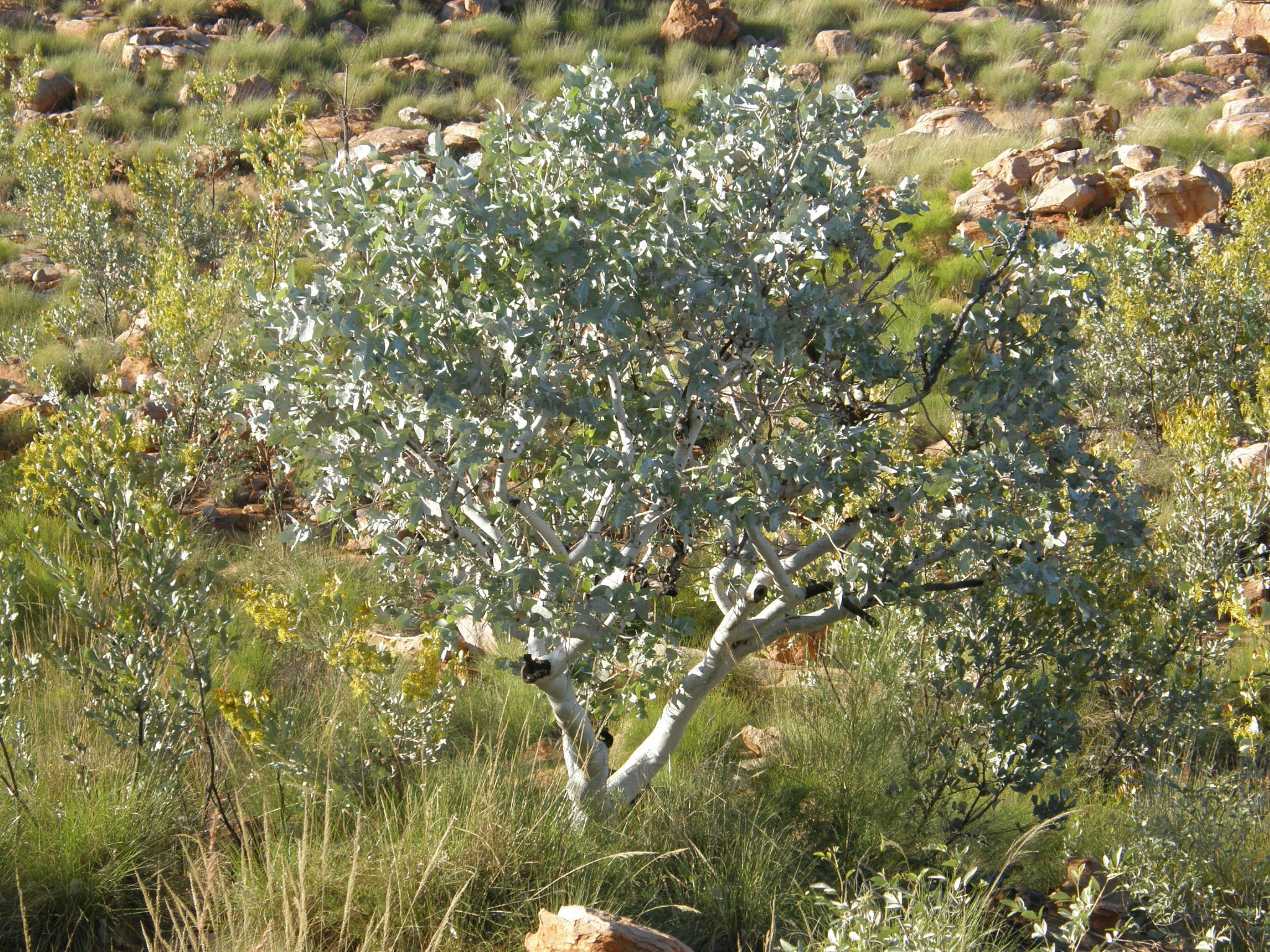 Eucalyptus mooreana 