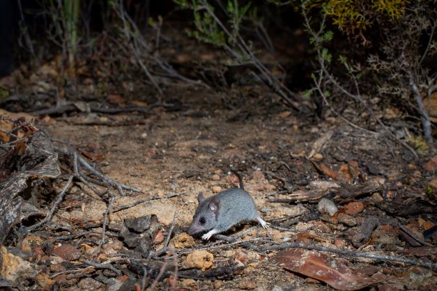 One of the first images Brad managed to capture of the Kangaroo Island Dunnart.