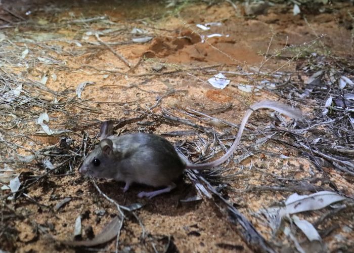 Small native rodents such as the Mitchell's Hopping-mouse are a key group of the native fauna that have experienced a population decline since European colonisation.