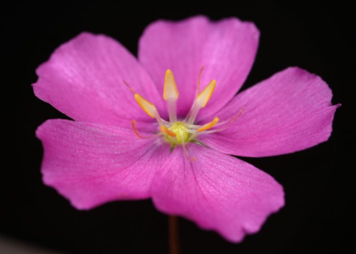 Flower of Drosera serpens
