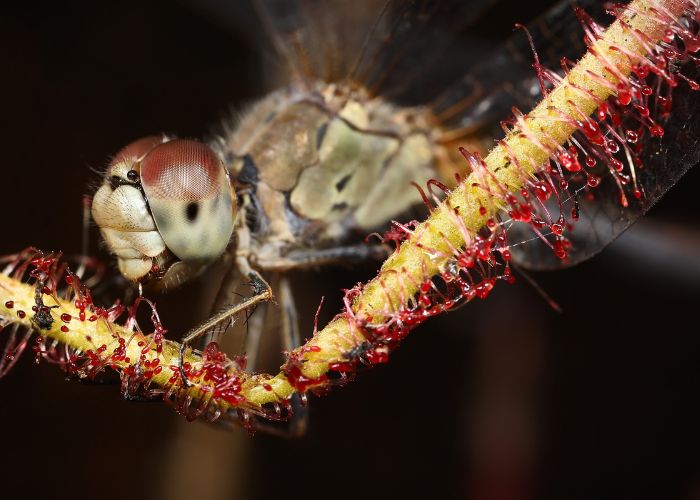 Large dragonfly captured by Drosera aurantiaca