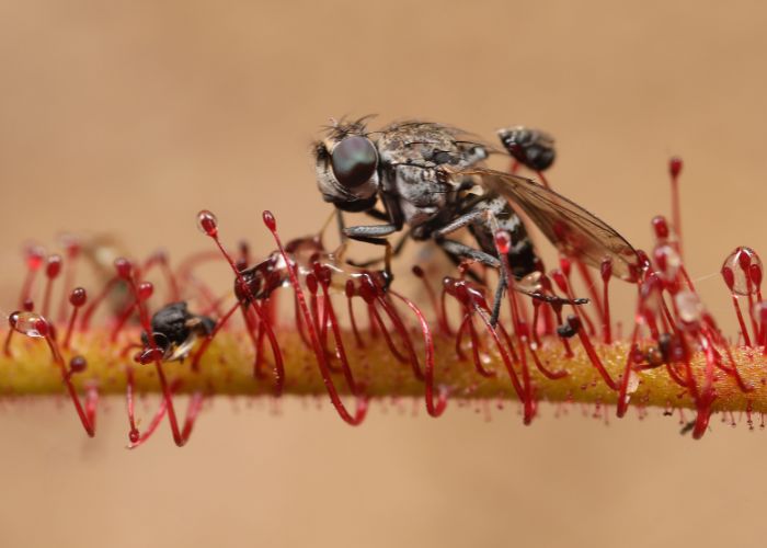 A fly captured by the sticky tentacles of Drosera aurantiaca (a species of sundew only found at Charnley River–Artesian Range Wildlife Sanctuary and in adjacent areas).