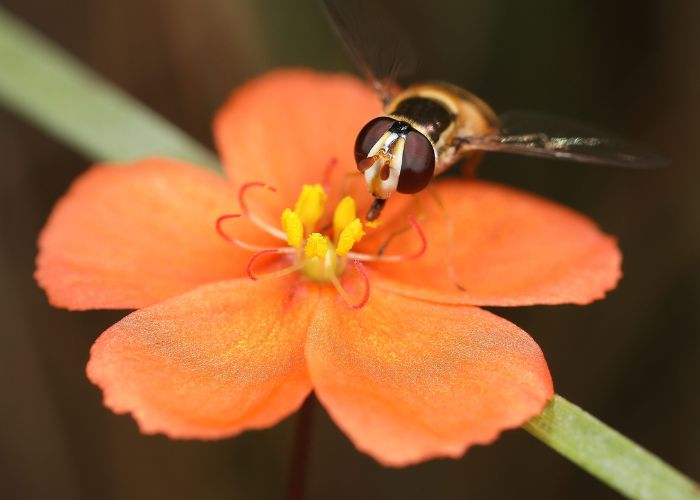 A hoverfly pollinates the flower of Drosera aurantiaca.