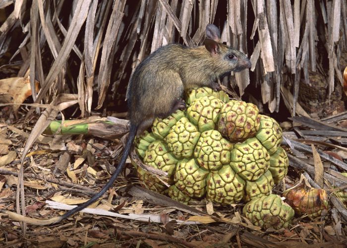 Black-footed Tree-rats are one of Australia’s largest rodents, weighing almost a kilogram. Pictured, a Black-footed Tree-rat perches atop a fallen Pandanus fruit in the Top End. 