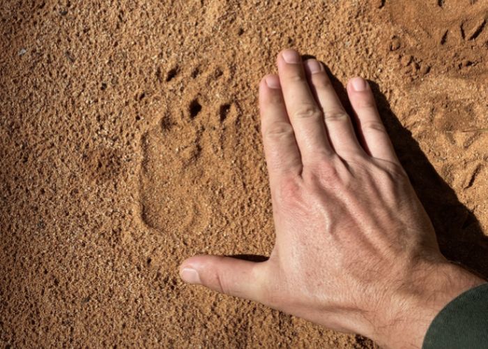 The tracks left by the short, broad feet of a Northern Hairy-nosed Wombat – the largest herbivorous burrowing mammal in the world – venturing out to forage under the stars.