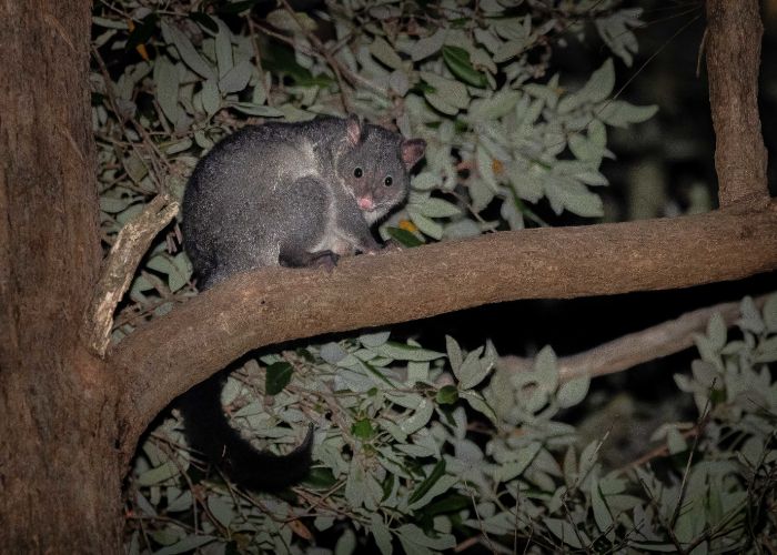 Short-eared Brushtail Possums are common in west forest, including at Gorton's Forest, and can often be found feeding on ground plants.