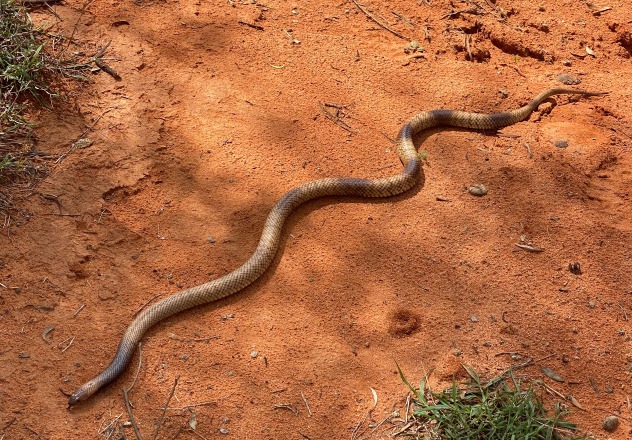 Strap-snouted Brown Snake