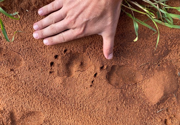 The tracks left by the short, broad feet of a Northern Hairy-nosed Wombat.