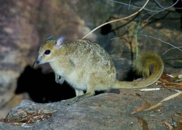 AWC’s extensive Ecohealth program monitors the Kimberley’s endemic and threatened species – including the tiny Yaali, Australia’s smallest rock-wallaby – informing science and conservation land management activities.
